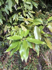 Quercus stenophylloides