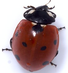 Coccinella septempunctata