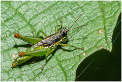 Liebermannacris dorsualis