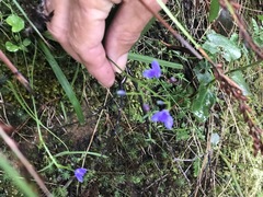 Hemerocallidoideae