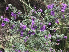 Prostanthera rotundifolia