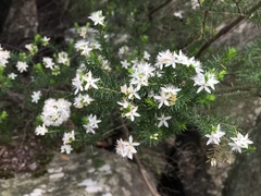 Calytrix alpestris