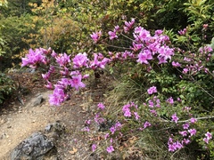 Rhododendron noriakianum