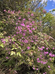 Rhododendron noriakianum