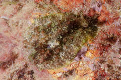 Dolabrifera brazieri