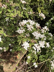 Viburnum erosum