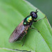 Chloromyia formosa - Photo (c) Valentin Hamon,  זכויות יוצרים חלקיות (CC BY-NC), הועלה על ידי Valentin Hamon