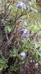 Clematis alpina
