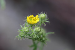 Crepis setosa
