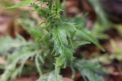 Crepis setosa