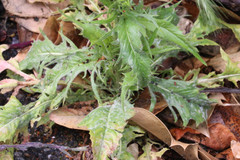 Crepis setosa