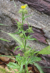 Crepis setosa