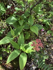 Viburnum urceolatum