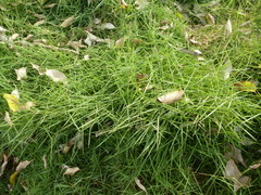 Zoysia matrella