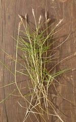 Zoysia matrella