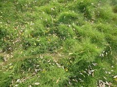Zoysia matrella