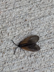 Pyromorpha dimidiata