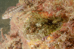 Dolabrifera brazieri