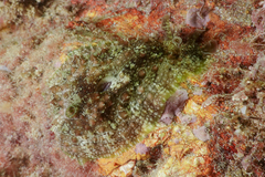 Dolabrifera brazieri