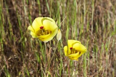 Calochortus superbus