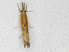 Ptochostola microphaeellus