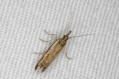 Ptochostola microphaeellus