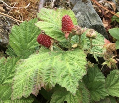 Rubus × loganobaccus