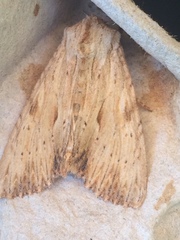 Apamea lithoxylaea