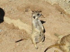 Suricata