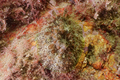 Dolabrifera brazieri