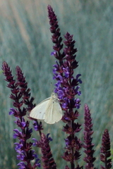 Pieris rapae