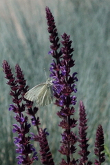 Pieris rapae