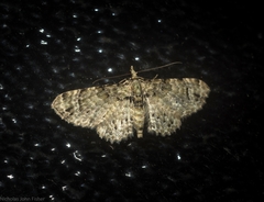 Chloroclystis guttifera