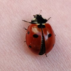 Coccinella septempunctata
