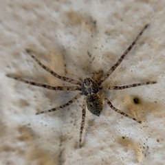 Philodromus