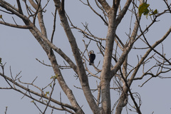 Microhierax caerulescens