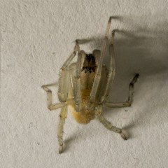 Cheiracanthium