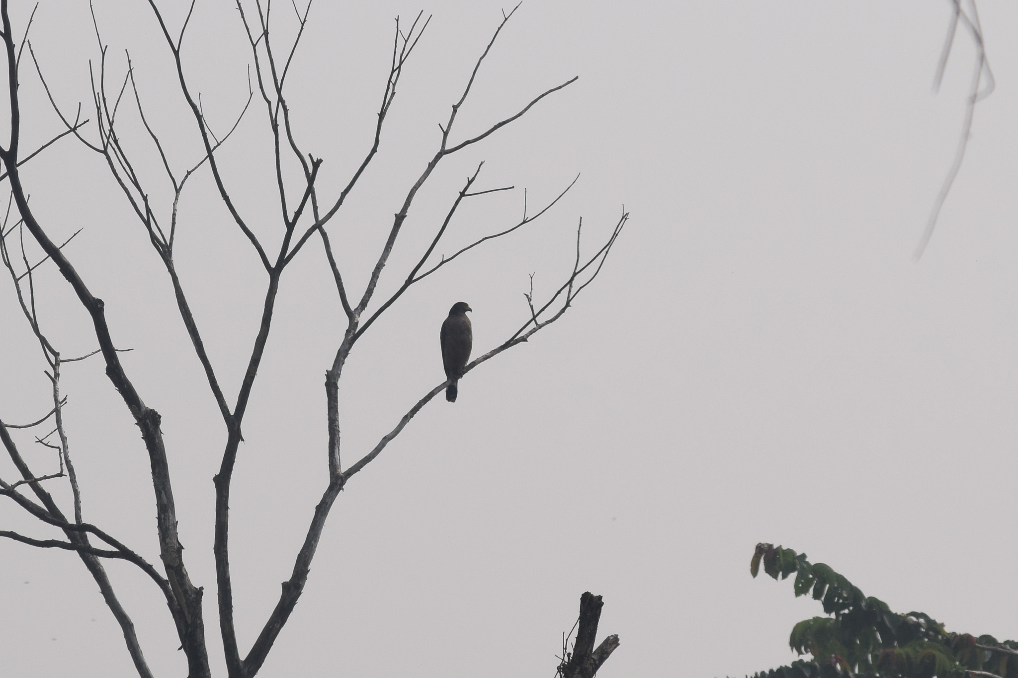 Andaman Serpent Eagle