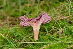 Hygrocybe cheelii