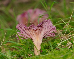 Hygrocybe cheelii