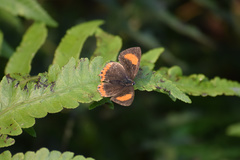 Heliophorus