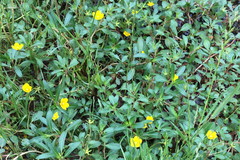Ludwigia hexapetala