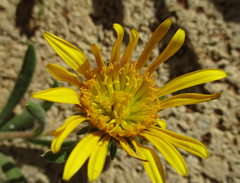 Hirpicium