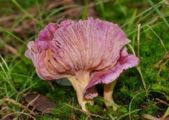 Hygrocybe cheelii