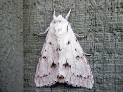 Acronicta innotata