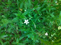 Cerastium pauciflorum