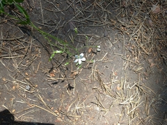 Cerastium pauciflorum