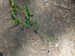 Cerastium pauciflorum