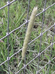 Alopecurus pratensis