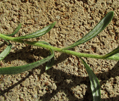 Hirpicium